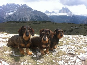 3 Dackel in Südtirol Mai 2015